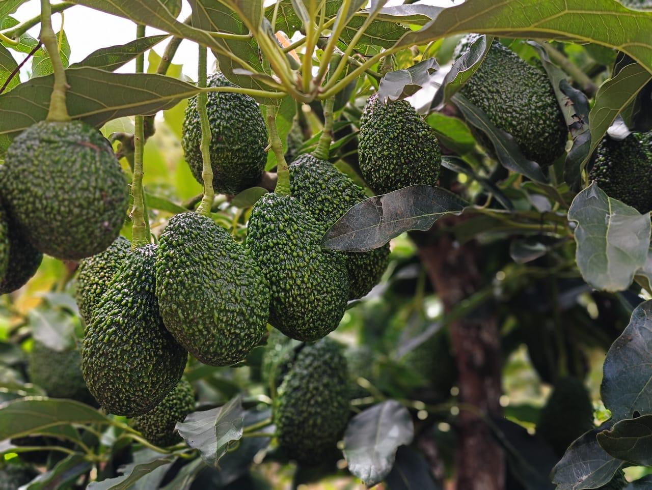 Fresh NutreeFruits Maluma Avocados