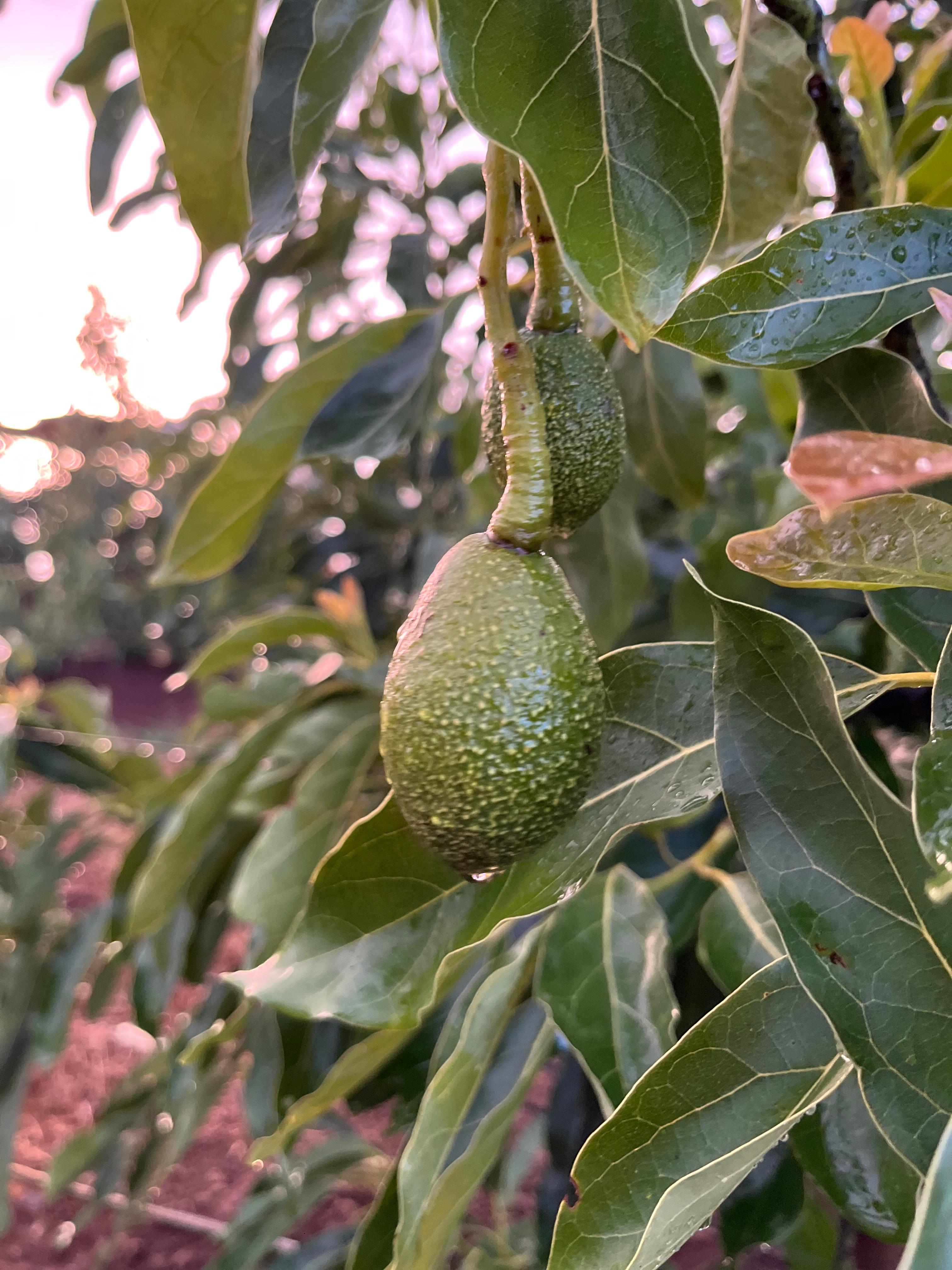 Farm to Fork Process